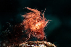 Hairy Shrimp by Darrell Hejde 